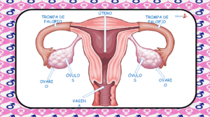 Aparato reproductor femenino