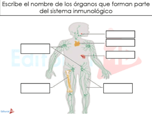 Escribe en el sistema inmunológico