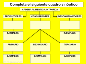 Actividad de cadena alimenticia 