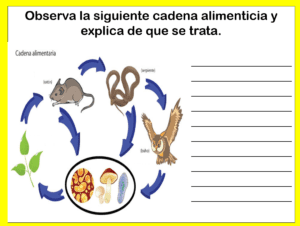 Que es una cadena alimenticia