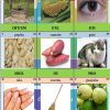 Colección de juegos didácticos en lengua maya que incluye un pozo, maíz, un ojo, semillas, batatas, un gato, una calabaza, una escoba, manos y guayabas; cada uno etiquetado en lengua maya con términos descriptivos.