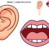 Planeación JUGANDO APRENDEMOS LAS REGLAS modalidad ABJ aprendizaje basado en el juego (Preescolar) 19 Ilustración que muestra una oreja y una boca grandes, con dos iconos más pequeños: una oreja en un palo y una boca en un palo. Texto en español en la parte superior: