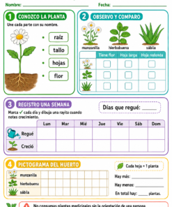 Fichas de trabajo PRIMARIA 1° Grado TODOS LOS PROYECTOS (IMPRIMIBLES) 17 11 Mi huerto de plantas medicinales