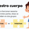 Mi increíble cuerpo humano 7 2 140