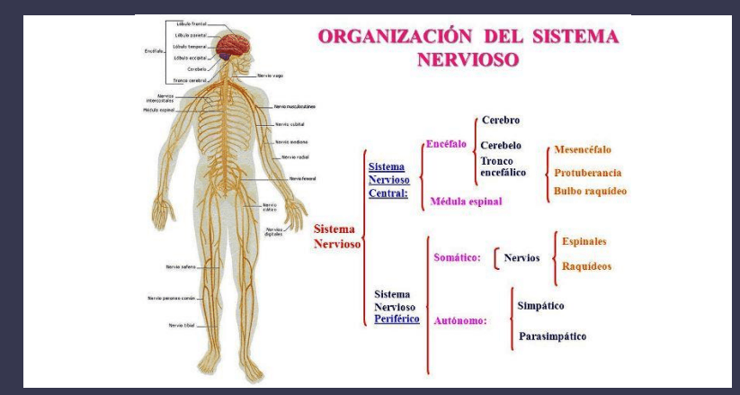 Por qué está formado el sistema nervioso