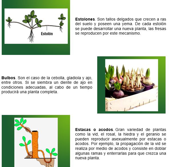 ejemplo de la planeacion de biologia ciencias 