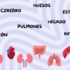 Mi increíble cuerpo humano 11 41 1