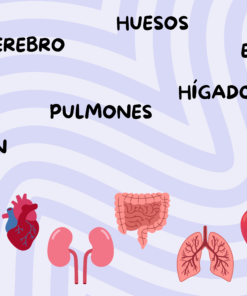 Mi increíble cuerpo humano 11 41 1