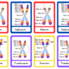 Juego de cartas sobre mutaciones cromosómicas estructurales 5 Ocho diagramas de cromosomas muestran cuatro tipos de mutaciones genéticas: deleción, duplicación, inversión y translocación. Cada diagrama resalta con un código de colores los segmentos cromosómicos afectados en cada tipo de mutación.