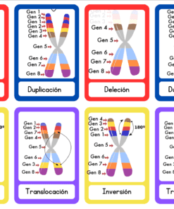 Ocho diagramas de cromosomas muestran cuatro tipos de mutaciones genéticas: deleción, duplicación, inversión y translocación. Cada diagrama resalta con un código de colores los segmentos cromosómicos afectados en cada tipo de mutación.