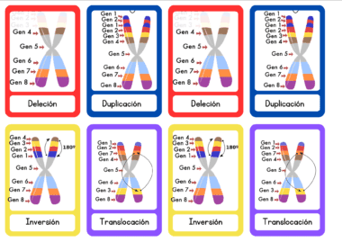 Ocho diagramas de cromosomas muestran cuatro tipos de mutaciones genéticas: deleción, duplicación, inversión y translocación. Cada diagrama resalta con un código de colores los segmentos cromosómicos afectados en cada tipo de mutación.