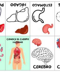 plantillas 80 libritos para colorear incluye abc colores números y mas 15 78