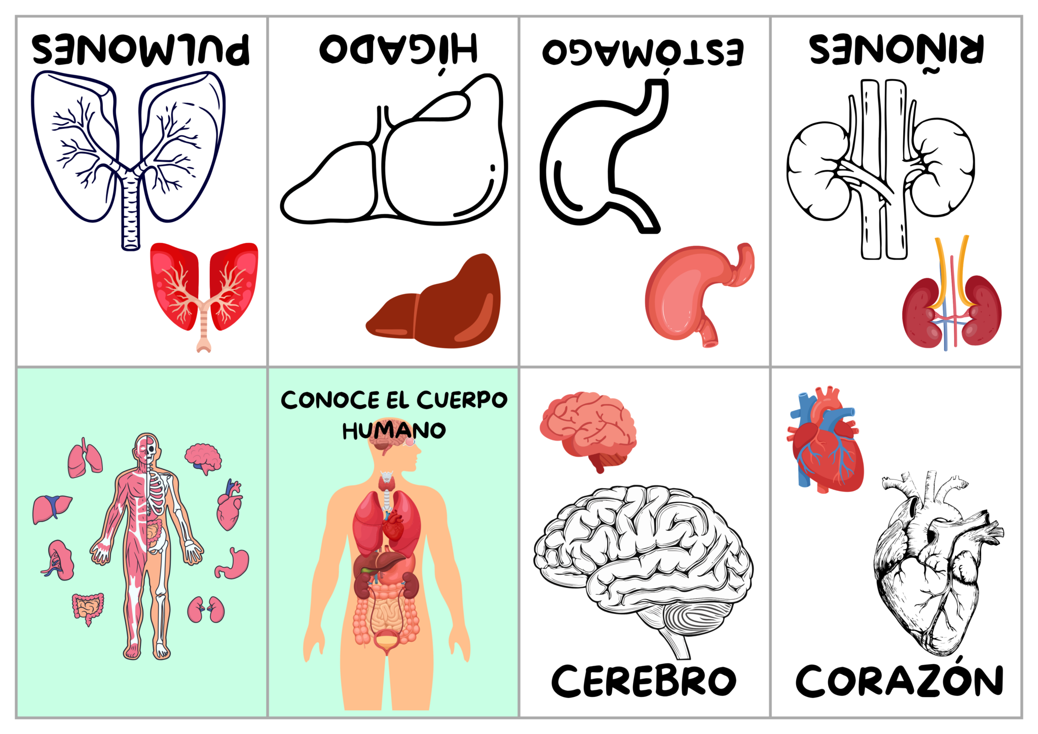 plantillas 80 libritos para colorear incluye abc colores números y mas 8 plantillas 80 libritos para colorear incluye abc colores números y mas - Image 8