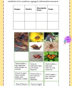 Ficha en español con una tabla para clasificar animales. Se muestran seis fotos de animales: araña, caracol, hormiga, caimán, rana, mariposa. Cada foto tiene debajo un breve texto descriptivo sobre las características del animal.