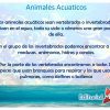 Animales acuaticos 02