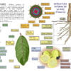 Árbol GuayaboInfografía Didáctica del Árbol Guayabo: Anatomía de la Raíz, Fruto y Taxonomía