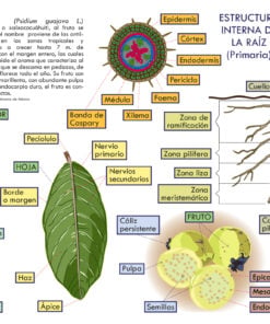 Árbol GuayaboInfografía Didáctica del Árbol Guayabo: Anatomía de la Raíz, Fruto y Taxonomía