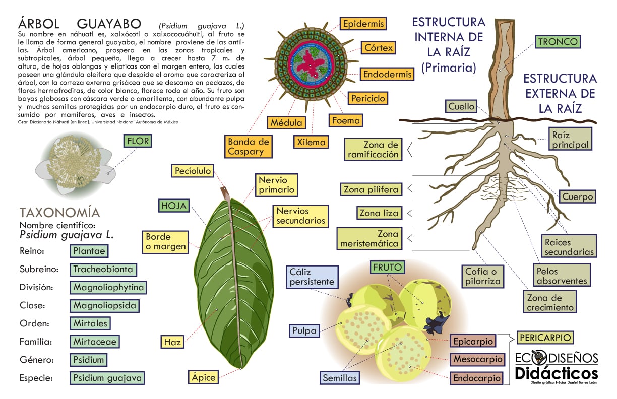 Árbol GuayaboInfografía Didáctica del Árbol Guayabo: Anatomía de la Raíz, Fruto y Taxonomía 1 Árbol GuayaboInfografía Didáctica del Árbol Guayabo: Anatomía de la Raíz, Fruto y Taxonomía