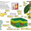 Infografía Didáctica del Árbol de Nanche: Anatomía Celular de la Hoja y Taxonomía