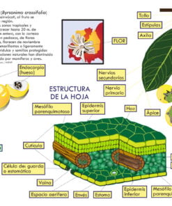 Infografía Didáctica del Árbol de Nanche: Anatomía Celular de la Hoja y Taxonomía