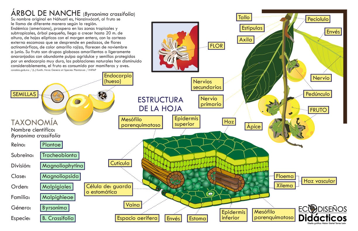 Infografía Didáctica del Árbol de Nanche: Anatomía Celular de la Hoja y Taxonomía 1 Infografía Didáctica del Árbol de Nanche: Anatomía Celular de la Hoja y Taxonomía