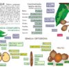 Infografía del Árbol de Paque: Anatomía de la Semilla Ortodoxa, Fruto y Taxonomía
