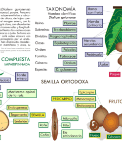 Infografía del Árbol de Paque: Anatomía de la Semilla Ortodoxa, Fruto y Taxonomía