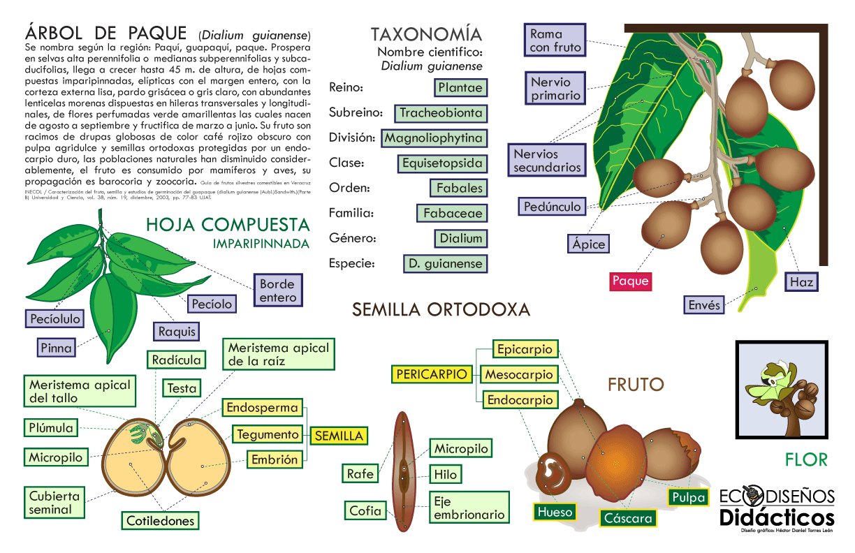 Infografía del Árbol de Paque: Anatomía de la Semilla Ortodoxa, Fruto y Taxonomía 1 Infografía del Árbol de Paque: Anatomía de la Semilla Ortodoxa, Fruto y Taxonomía
