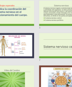 Collage de imágenes y diagramas educativos sobre las Diapositivas en Power Point con VIDEOS Biología Sistema Nervioso, incluyendo descripciones de texto en español, ilustraciones del sistema nervioso humano, diagramas cerebrales y capturas de pantalla de videos relacionados.