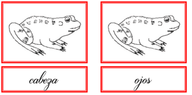 Dos dibujos idénticos de una rana están uno al lado del otro, cada uno encerrado en un borde rojo. Debajo del dibujo de la izquierda está la palabra "cabeza" y debajo del dibujo de la derecha está la palabra "ojos", ambos escritos en cursiva. Anatomía de la rana (Material Montessori) ilustra maravillosamente la anatomía de la rana para estudiantes jóvenes.