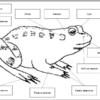 Un diagrama etiquetado de una rana, usando los principios de Anatomía de la rana (Material Montessori), indicando las partes de su cuerpo en español: 'Anfibio' (Anfibio), 'Oídos' (Orejas), 'Cabeza' (Cabeza), 'Ojos' ( Ojos), 'Patas posteriores' (Patas traseras), 'Patas anteriores' (Patas delanteras), 'Dedos traseros' (Dedos traseros).