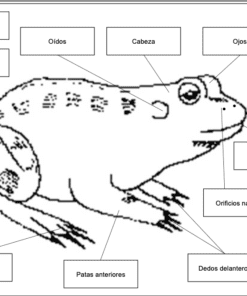 Un diagrama etiquetado de una rana, usando los principios de Anatomía de la rana (Material Montessori), indicando las partes de su cuerpo en español: 'Anfibio' (Anfibio), 'Oídos' (Orejas), 'Cabeza' (Cabeza), 'Ojos' ( Ojos), 'Patas posteriores' (Patas traseras), 'Patas anteriores' (Patas delanteras), 'Dedos traseros' (Dedos traseros).