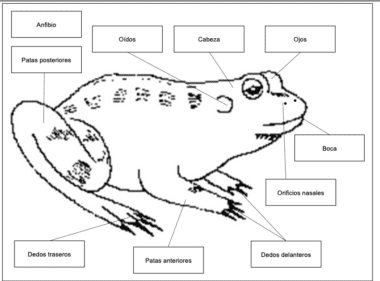 Un diagrama etiquetado de una rana, usando los principios de Anatomía de la rana (Material Montessori), indicando las partes de su cuerpo en español: 'Anfibio' (Anfibio), 'Oídos' (Orejas), 'Cabeza' (Cabeza), 'Ojos' ( Ojos), 'Patas posteriores' (Patas traseras), 'Patas anteriores' (Patas delanteras), 'Dedos traseros' (Dedos traseros).