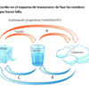 Examen diagnostico Química 6 Un diagrama del Examen diagnóstico químico muestra las transiciones de fase: el hielo (sólido) se funde en agua (líquido) por