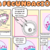 Un cómic sobre la fecundación muestra cómo los espermatozoides alcanzan un óvulo en la trompa de Falopio, cómo un espermatozoide penetra en la capa externa del óvulo y cómo el núcleo del espermatozoide se fusiona con el núcleo del óvulo, narrado con pies de foto humorísticos.