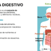 Ilustración del aparato digestivo humano con los órganos etiquetados: boca, esófago, estómago, páncreas, hígado, intestino delgado, intestino grueso, ano y glándulas salivales. El texto explica las funciones digestivas.