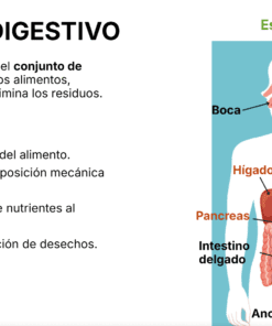 Ilustración del aparato digestivo humano con los órganos etiquetados: boca, esófago, estómago, páncreas, hígado, intestino delgado, intestino grueso, ano y glándulas salivales. El texto explica las funciones digestivas.