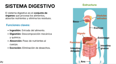 Ilustración del aparato digestivo humano con los órganos etiquetados: boca, esófago, estómago, páncreas, hígado, intestino delgado, intestino grueso, ano y glándulas salivales. El texto explica las funciones digestivas.