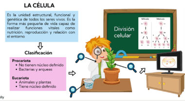 Un alumno de dibujos animados examina una planta con una lupa. El texto define célula, explica su clasificación (procariota, eucariota) y muestra un diagrama de mitosis frente a meiosis. Un televisor muestra la imagen de una célula.