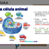 Diagrama de una célula animal con partes etiquetadas, incluidos el núcleo, el nucléolo, los centríolos, la vacuola, el retículo endoplásmico, la mitocondria, el lisosoma y el aparato de Golgi. El texto en español explica las características de las células animales.