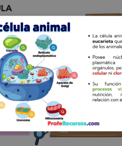 Diagrama de una célula animal con partes etiquetadas, incluidos el núcleo, el nucléolo, los centríolos, la vacuola, el retículo endoplásmico, la mitocondria, el lisosoma y el aparato de Golgi. El texto en español explica las características de las células animales.