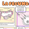 Ilustración de estilo cómic sobre la fecundación. Izquierda: diagrama de la fecundación en la trompa de Falopio. Derecha: un espermatozoide se acerca a un óvulo, con un globo sonoro que dice: "Yo no moriré, mis ganas de fecundar son más fuertes.