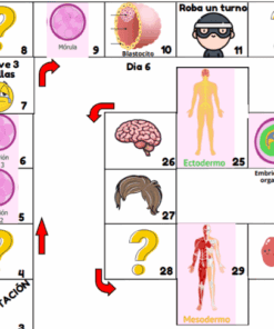 Recorrido del juego de mesa con ilustraciones de las etapas del desarrollo embrionario, como mórula, blastocisto, ectodermo, mesodermo, e iconos como un cerebro, pelo y "Roba un turno" (pierde un turno) con flechas rojas que muestran el movimiento.