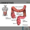 Diagrama que muestra el intestino grueso humano, etiquetado con colon ascendente, colon transverso, colon descendente, colon sigmoides, recto y apéndice. Parte de una presentación de anatomía del aparato digestivo.