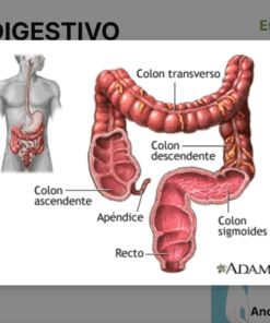 Diagrama que muestra el intestino grueso humano, etiquetado con colon ascendente, colon transverso, colon descendente, colon sigmoides, recto y apéndice. Parte de una presentación de anatomía del aparato digestivo.