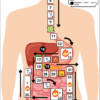 Juego de mesa sobre un diagrama de torso humano que muestra el aparato digestivo. Las casillas numeradas (1-36) siguen un recorrido desde la boca hasta el recto, con iconos que representan retrocesos y avances explicados en una leyenda en la parte superior derecha.