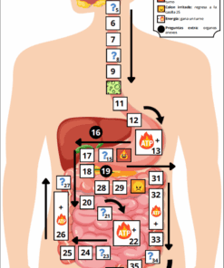 Juego de mesa sobre un diagrama de torso humano que muestra el aparato digestivo. Las casillas numeradas (1-36) siguen un recorrido desde la boca hasta el recto, con iconos que representan retrocesos y avances explicados en una leyenda en la parte superior derecha.