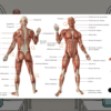 Diagrama del sistema muscular humano, que muestra vistas frontal y posterior con los principales músculos etiquetados en español. El fondo representa un aula con pupitres, ventanas e ilustraciones anatómicas.