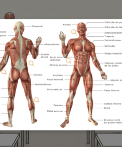 Diagrama del sistema muscular humano, que muestra vistas frontal y posterior con los principales músculos etiquetados en español. El fondo representa un aula con pupitres, ventanas e ilustraciones anatómicas.