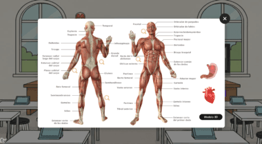 Diagrama del sistema muscular humano, que muestra vistas frontal y posterior con los principales músculos etiquetados en español. El fondo representa un aula con pupitres, ventanas e ilustraciones anatómicas.